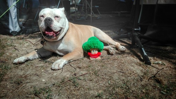 Butch lässt sich die Sonne auf den Pelz brennen